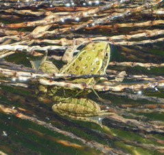 Lithobates yavapaiensis