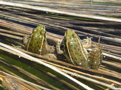 Lithobates yavapaiensis