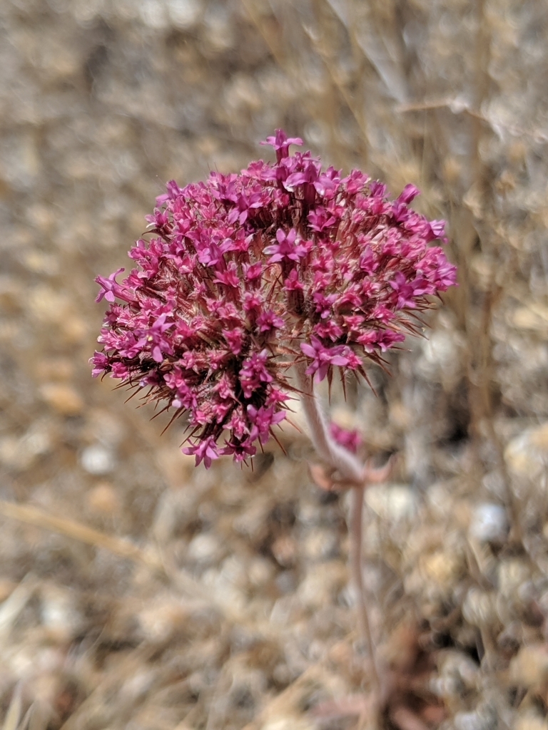 Twolobe Spineflower