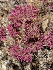 Chorizanthe biloba