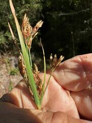 Fimbristylis dichotoma image