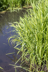 Glyceria arundinacea