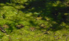 Lithobates yavapaiensis
