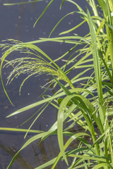 Glyceria arundinacea