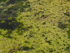 Lithobates yavapaiensis