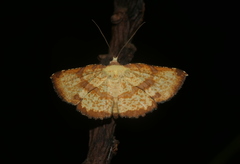 Corymica deducta