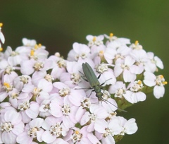 Oedemera virescens