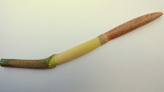 Philodendron pedatum