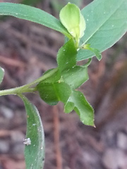 Ludwigia alternifolia