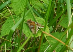Autographa bractea