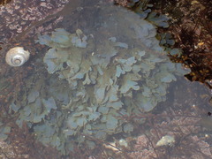 Dictyopteris undulata