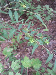 Ludwigia alternifolia