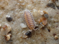 Armadilloniscus holmesi