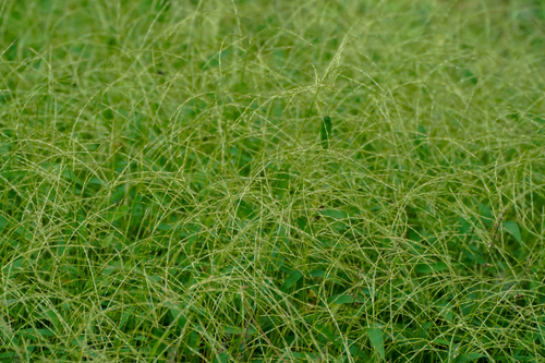 Image of Microstegium japonicum by (c) WATANABE Hitoshi 渡辺仁, some rights reserved (CC BY)