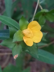Ludwigia alternifolia