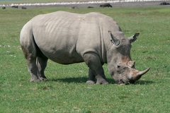 Ceratotherium simum simum