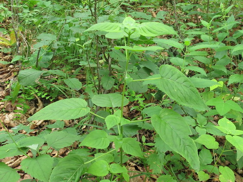 Circaea cordata (Circaea cordata)