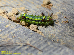 Narosoideus flavidorsalis