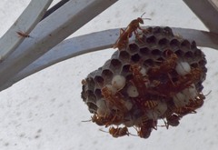 Pachysomoides fulvus