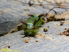 Narosoideus flavidorsalis