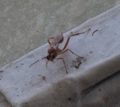 Pachysomoides fulvus