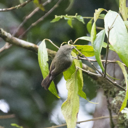 Mountain Thornbill (Acanthiza katherina), photo 3