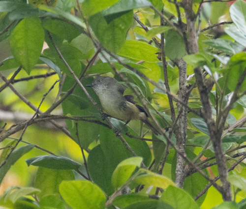 Mountain Thornbill (Acanthiza katherina), photo 4