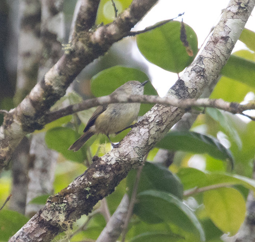 Mountain Thornbill (Acanthiza katherina), photo 10