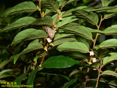 Horaga albimacula triumphalis