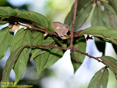 Horaga albimacula triumphalis