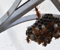 Pachysomoides fulvus