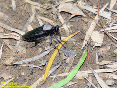 Microstylum oberthurii