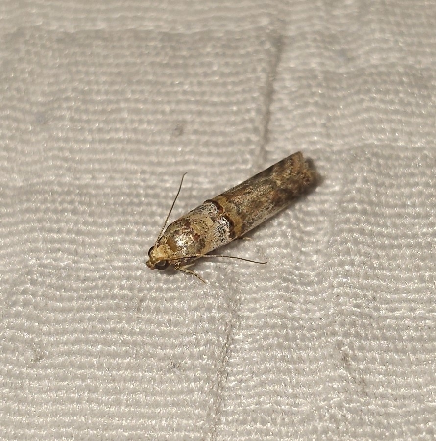 Hypargyria slossonella