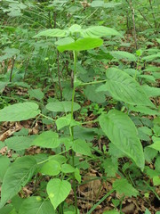 Circaea cordata
