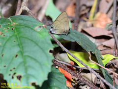 Rapala varuna formosana