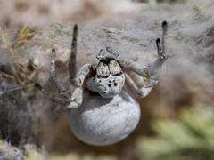 Stegodyphus lineatus