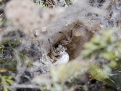 Stegodyphus lineatus