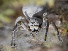 Stegodyphus lineatus