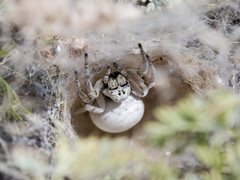 Stegodyphus lineatus