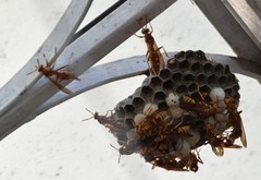 Pachysomoides fulvus