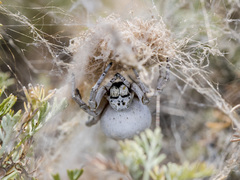 Stegodyphus lineatus