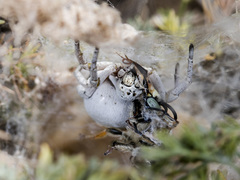 Stegodyphus lineatus