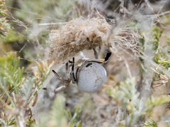Stegodyphus lineatus