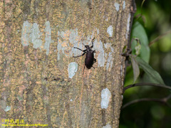 Andocamaria formosana