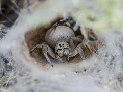 Stegodyphus lineatus