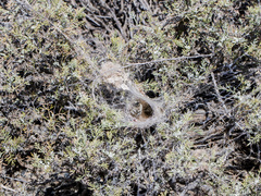 Stegodyphus lineatus