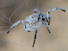 Stegodyphus lineatus