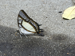 Polyura eudamippus