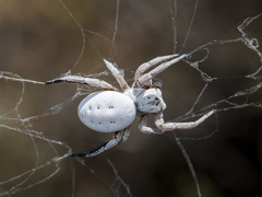 Stegodyphus lineatus