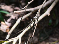 Diploderma polygonatum xanthostomum